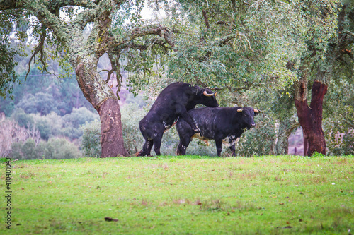 Wild bulls attacking each other