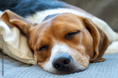 Sleeping beagle macro shot color