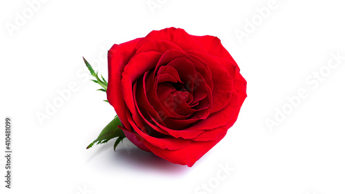 Red rose flower isolated on a white background.