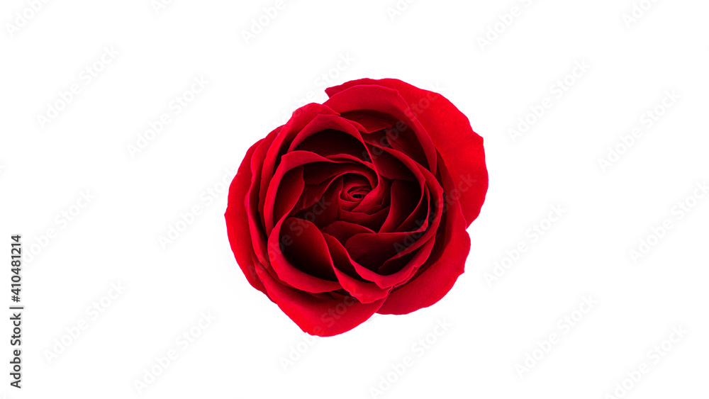 Fototapeta premium Red rose flower isolated on a white background.