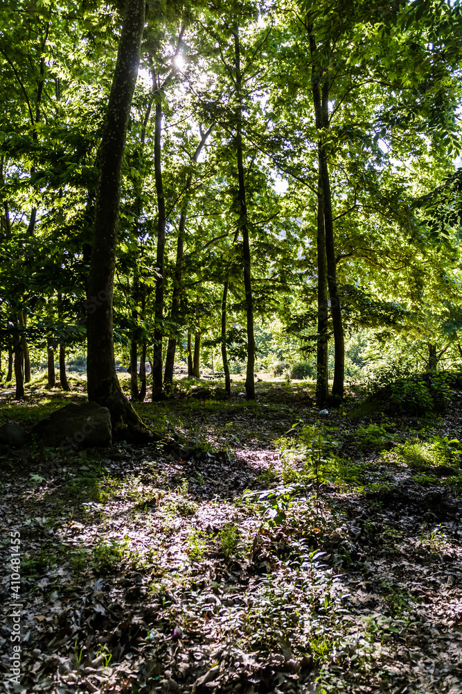 Obraz premium woodland natural environment with green pastures and plants with fir type of trees in summer season