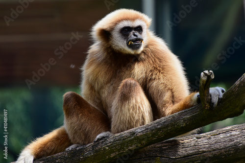 Fotografie Ein Gibbon im Porträt - Portrait of a gibbon