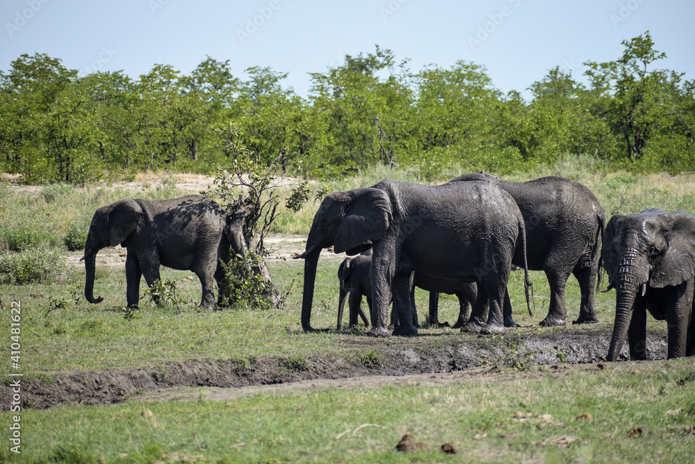 A group of elephants walking in Kruger National Park, South Africa.