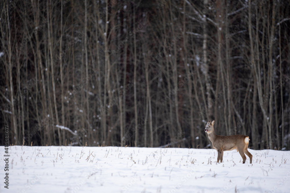Roe deer have come out of the forest on a white cereal field in search of food Roe deer have come out of the forest on a white cereal field in search of food
