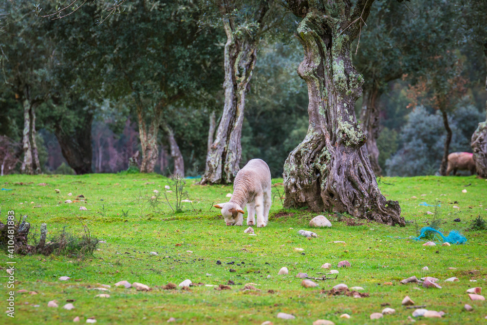 Baby lamb in the pasture of the portuguese region of Ribatejo Baby lamb in the pasture of the portuguese region of Ribatejo