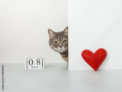 Grey cat peeps out of the corner, red craft heart, 8 march calendar, on a white background, pet concept. Copy space.