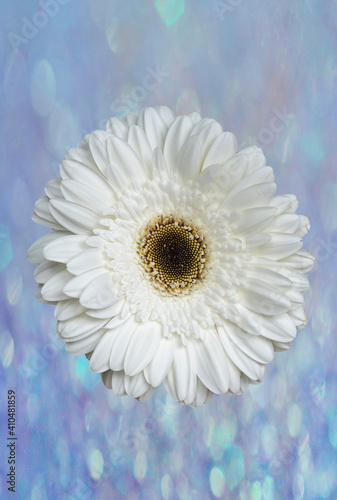 White gerbera daisy against texture background