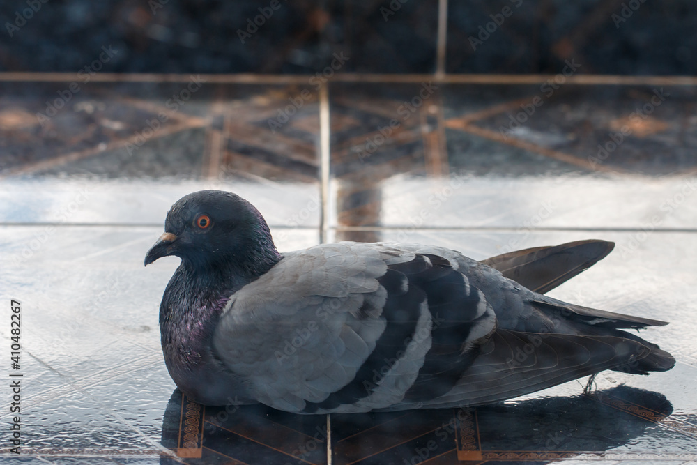 One dark-colored pigeon on the ground