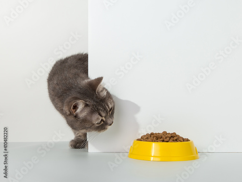 Photography Grey cat peeps out of the corner, animal emotions, looks at a bowl of food, on a white background, concept