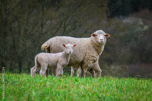 Sheeps in the green fields