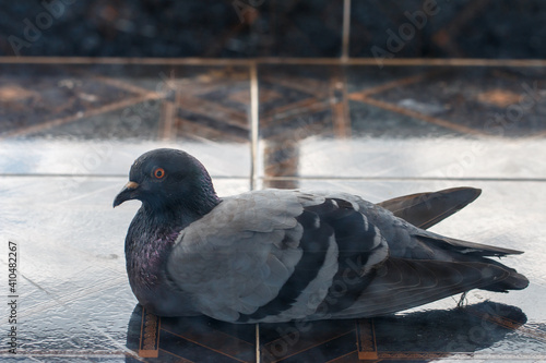 Obraz na płótnie One dark-colored pigeon on the ground w salonie