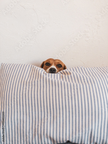 Hide and Seek Beagle Puppy