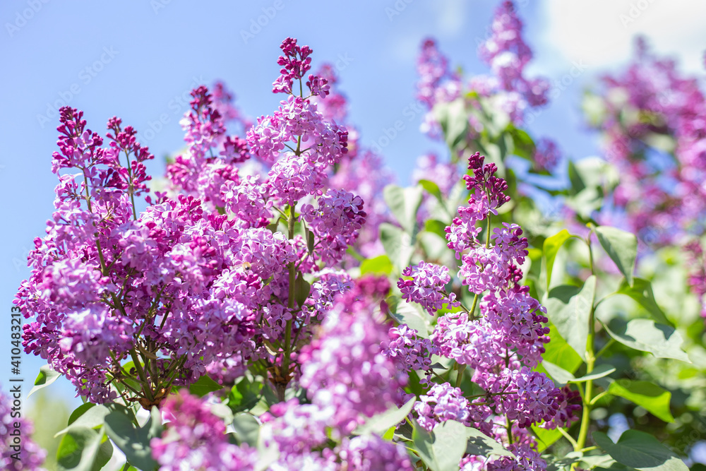 Spring blooming flowers of lilac on lilac bushes against the blue sky. Natural background with copy space, place for text outside. Spring blooming flowers of lilac on lilac bushes against the blue sky. Natural background with copy space, place for text outside.