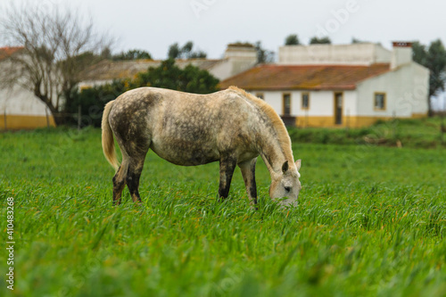 Horses on the pastures of Golegã, Portugal - the world´s capital city of the horse. Portuguese horses - lusitan 