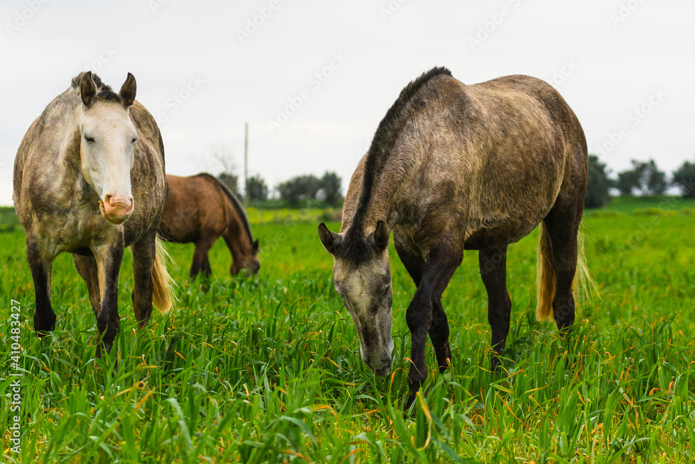 Horses on the pastures of Golegã, Portugal - the world´s capital city of the horse. Portuguese horses - lusitan Horses on the pastures of Golegã, Portugal - the world´s capital city of the horse. Portuguese horses - lusitan