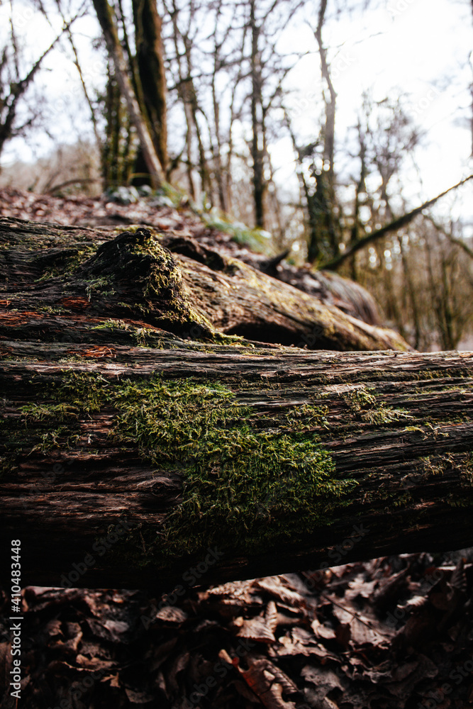 old tree with moss in foreground in the forest old tree with moss in foreground in the forest