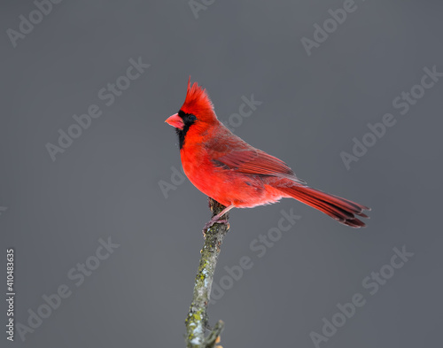 Male Northern Cardinal Closeup Portrait in Winter on Gray Background photo