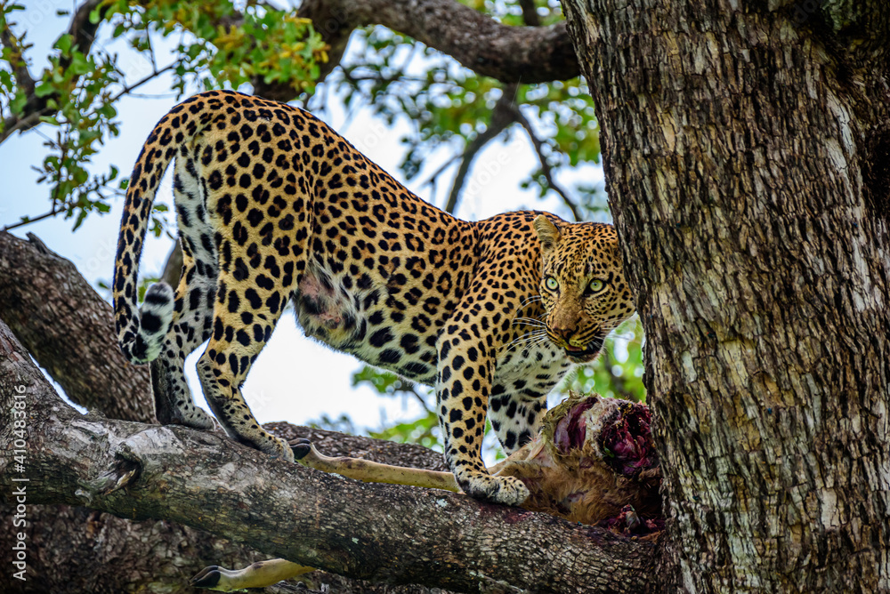 A leopard on a tree with a kill of impala in Kruger NP South Africa. A leopard on a tree with a kill of impala in Kruger NP South Africa.