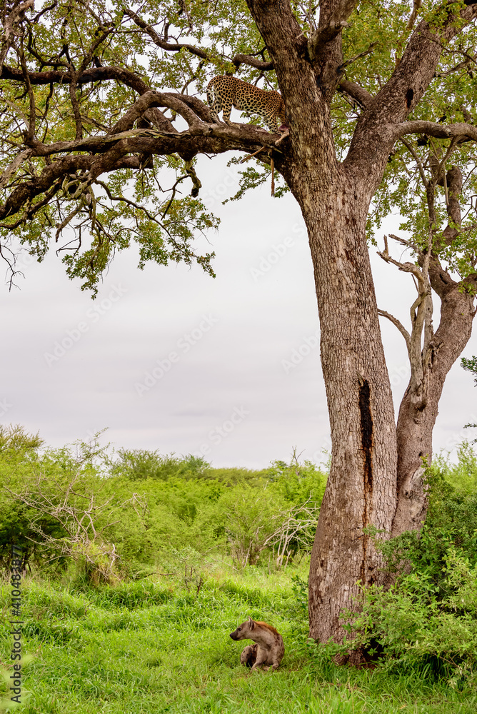 A leopard on a tree with a kill of impala in Kruger NP South Africa. A leopard on a tree with a kill of impala in Kruger NP South Africa.