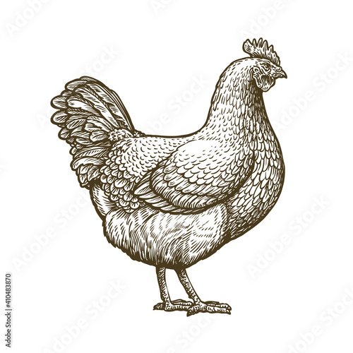 Chicken hand drawn. Hen standing side view. Farm animal sketch illustration