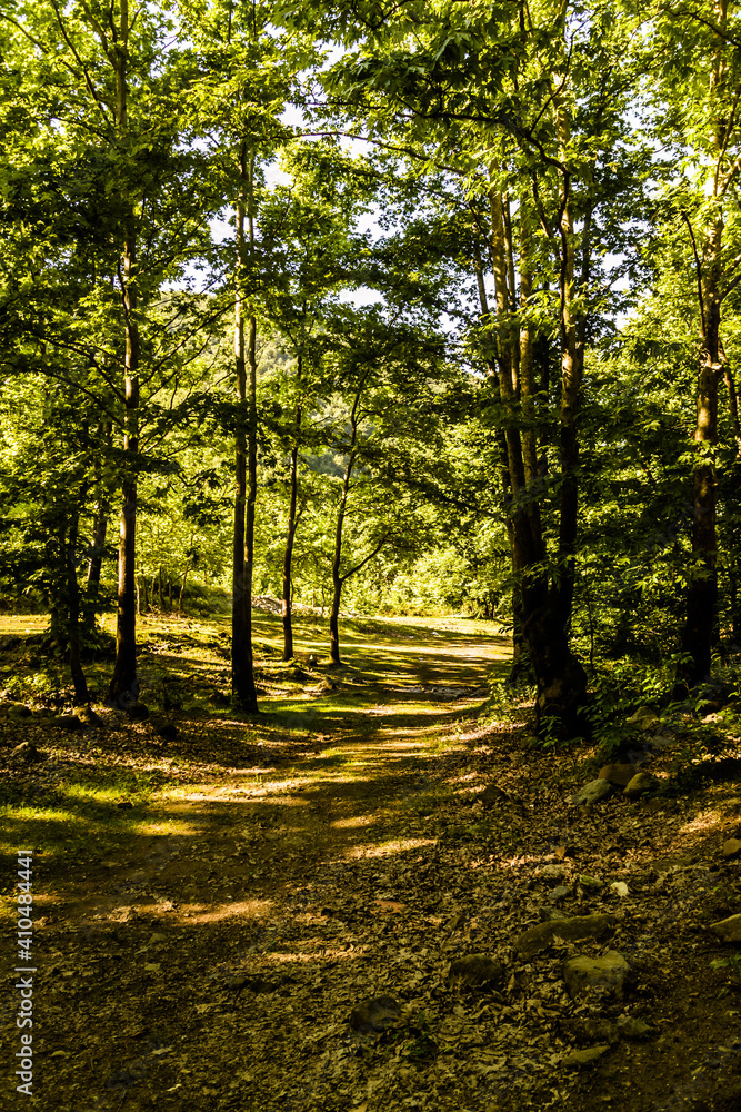 Fototapeta premium woodland natural environment with green pastures and plants with fir type of trees in summer season