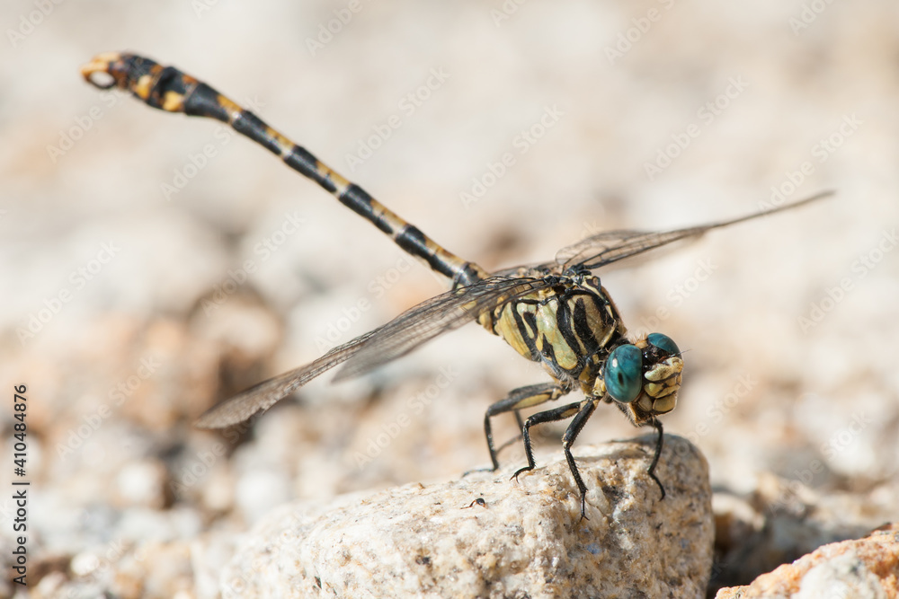 dragonfly close up dragonfly close up