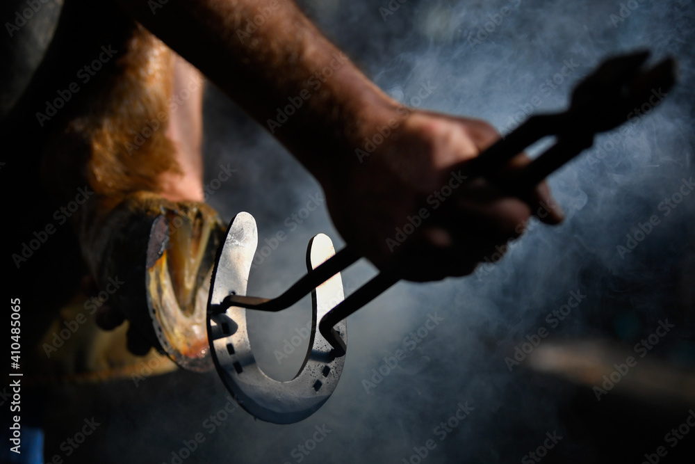 Farrier hot shoeing a horse adjusting a hot horseshoe to the hoof