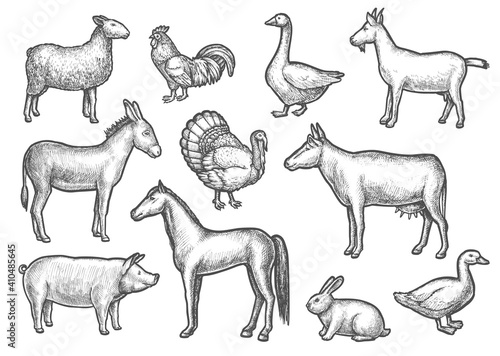 Set of isolated domestic bird and animal sketches. Hand drawn cattle and poultry. Sheep and donkey, horse and goose, mule or donk, duck and cock, cow and rabbit, goat and turkey. Rural farm, zoology