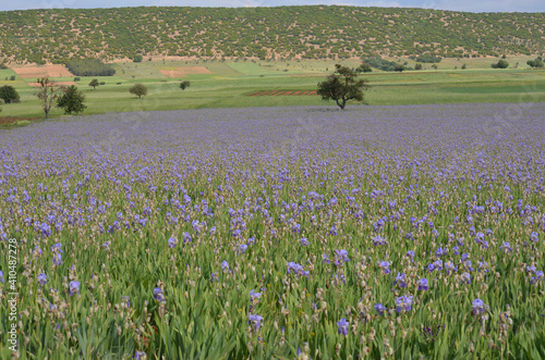 The purple lily garden. A field of purple lilies. Purple lilies bred to make perfumes.