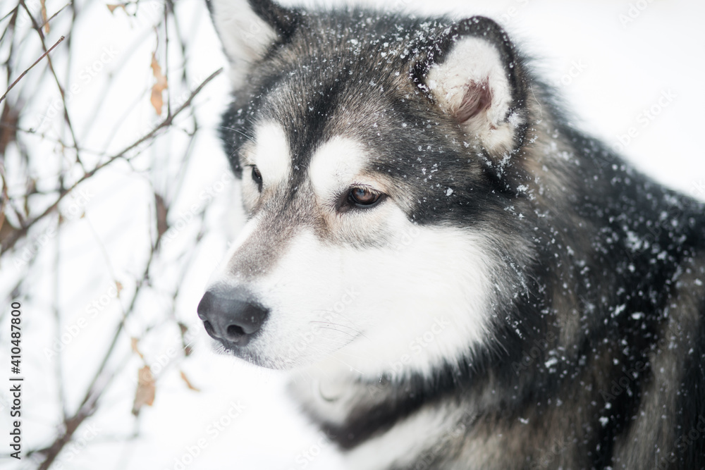 Young clever beautiful alaskan malamute looking forward in snow. Dog winter