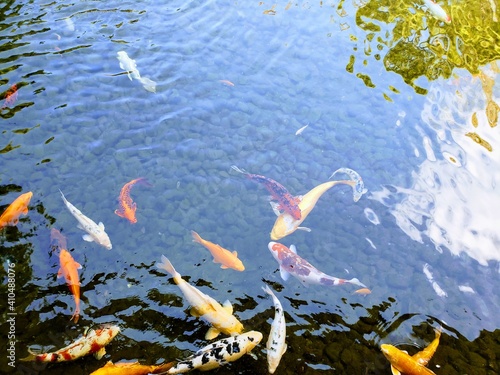 koi fish in the water © Hailey