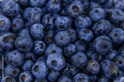 Billede på lærred Background of the fresh blueberries
