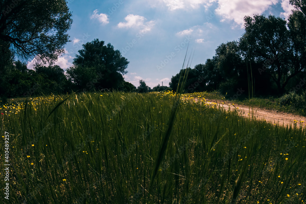 Fototapeta premium dirt road in spring meadow