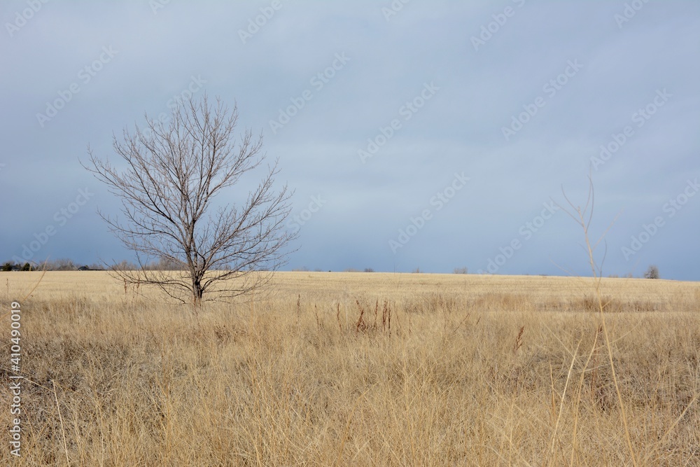 Lonely tree isolated in yellow prairie grasses as a storm approaches. Lonely tree isolated in yellow prairie grasses as a storm approaches.