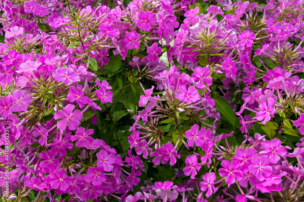 Pink natural small flowers background for design or desktop background Pink natural small flowers background for design or desktop background