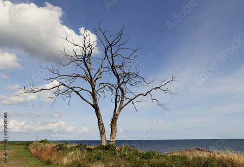 tree on the beach