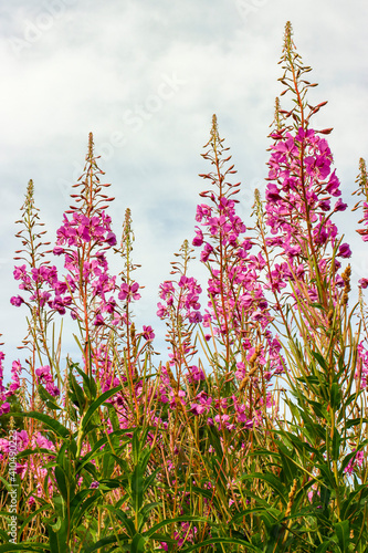 Ivan Tea fireweed blossoms on a meadow background for packaging or postcards.