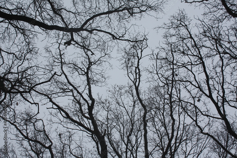 Tree Tree