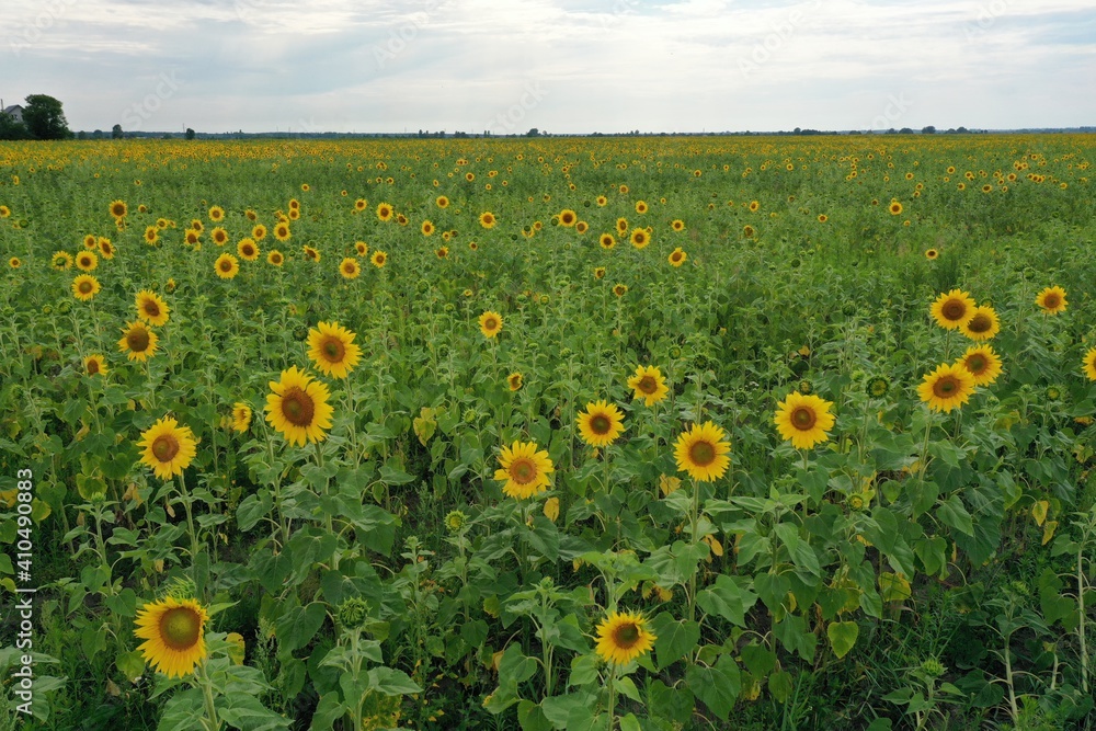 Obraz premium A field with blooming sunflowers. View from the drone. Aerial view of the sunflower field.