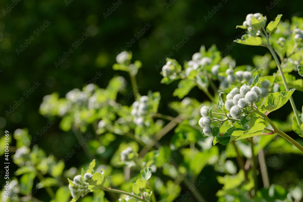 Burdock Arctium lappa thorny flower field. Food and drinks ingredient. Fresh medicinal plant. Seasonal background. Blooming burdock buds and leaves on summer sunny day. Greater edible burdock herb.