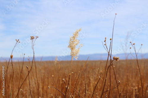 wheat field and sky