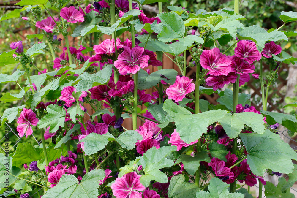 Violet mallow - flowers bloom in the garden, floral landscape.