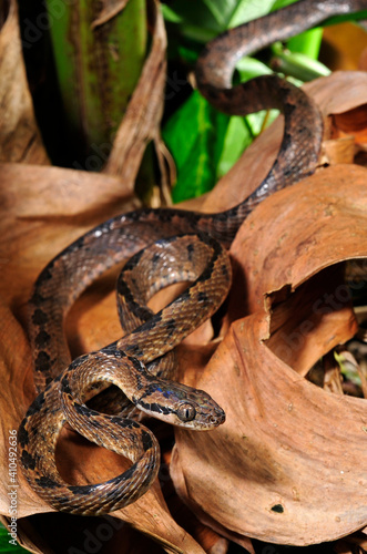 Sri Lanka Nachtbaumnatter // Sri Lanka Cat Snake (Boiga ceylonensis) - Sri Lanka  photo