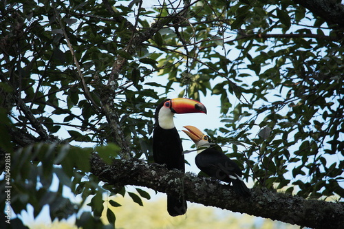 The baby toucan eats from the beak of the mother toucan.