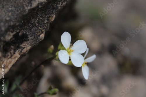 white spring flowers