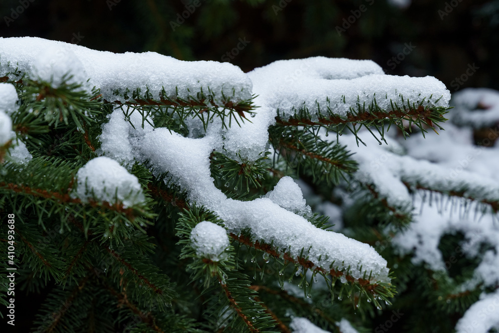 White snow lies on the green branches of the spruce.