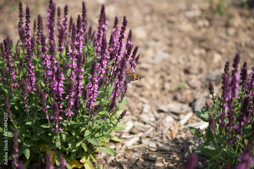 Close up of lavender flowers