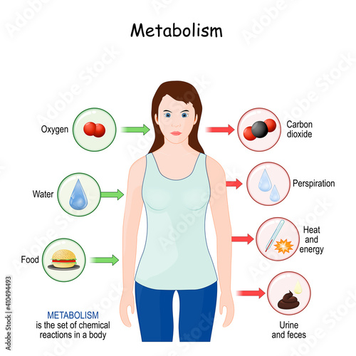 metabolism. Explanation diagram with woman, food, and chemical reactions in a body