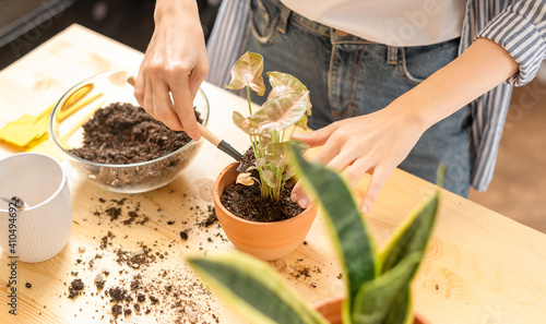 Woman gardeners taking care and transplanting plant a into a new white pot on the wooden table. Home gardening, love of houseplants, freelance. Spring time. Stylish interior with a lot of plants. 