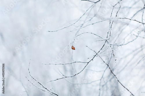 One autumn orange leaf on winter snow-covered tree branch.